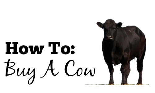 cow meat buying saving