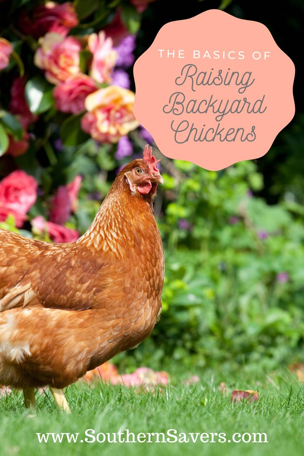 Looking to get some backyard chickens? Here are some quick tips to get you started on a fun family project that will have you overflowing with eggs!