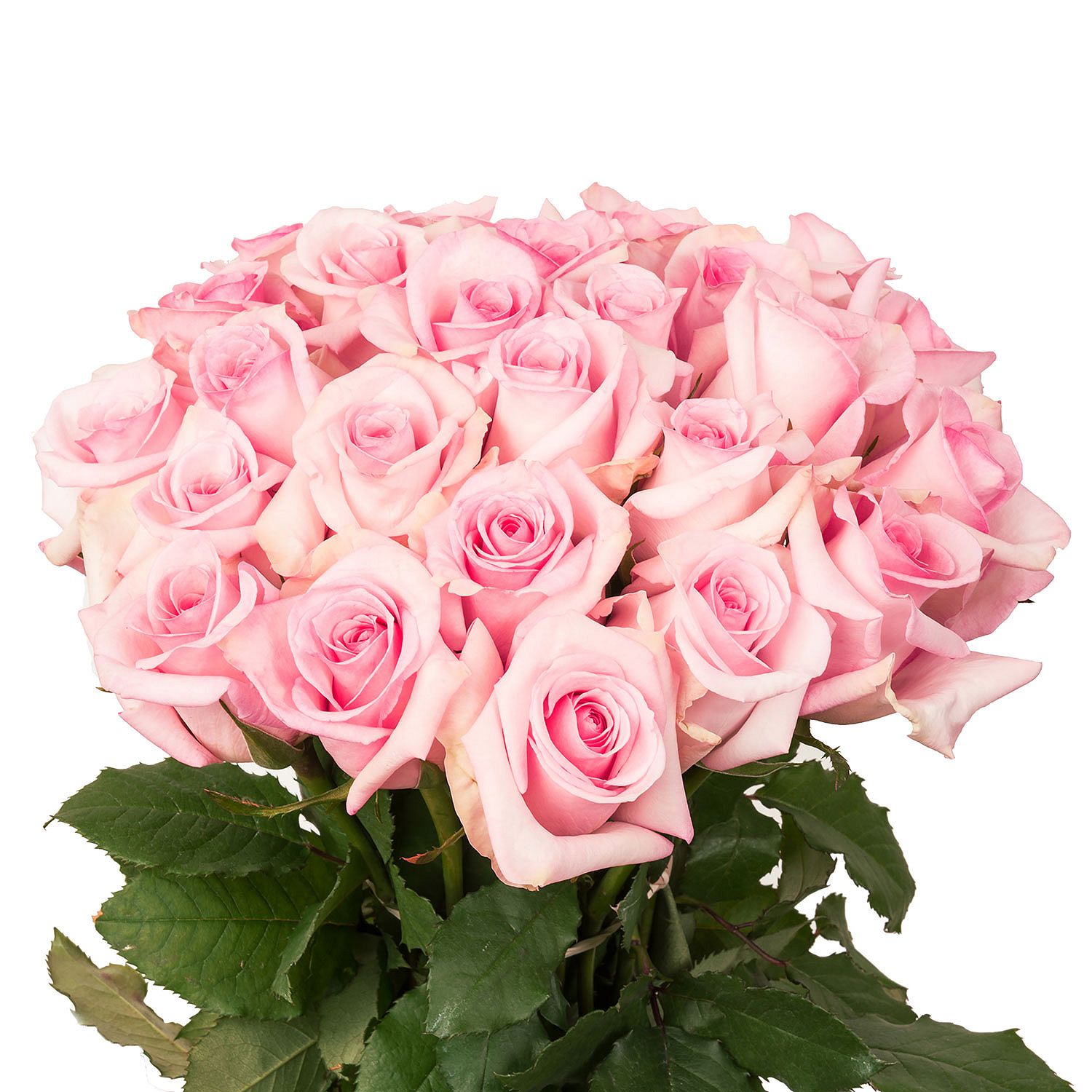 Sam's Club Roses Starting at $13.98 :: Southern Savers