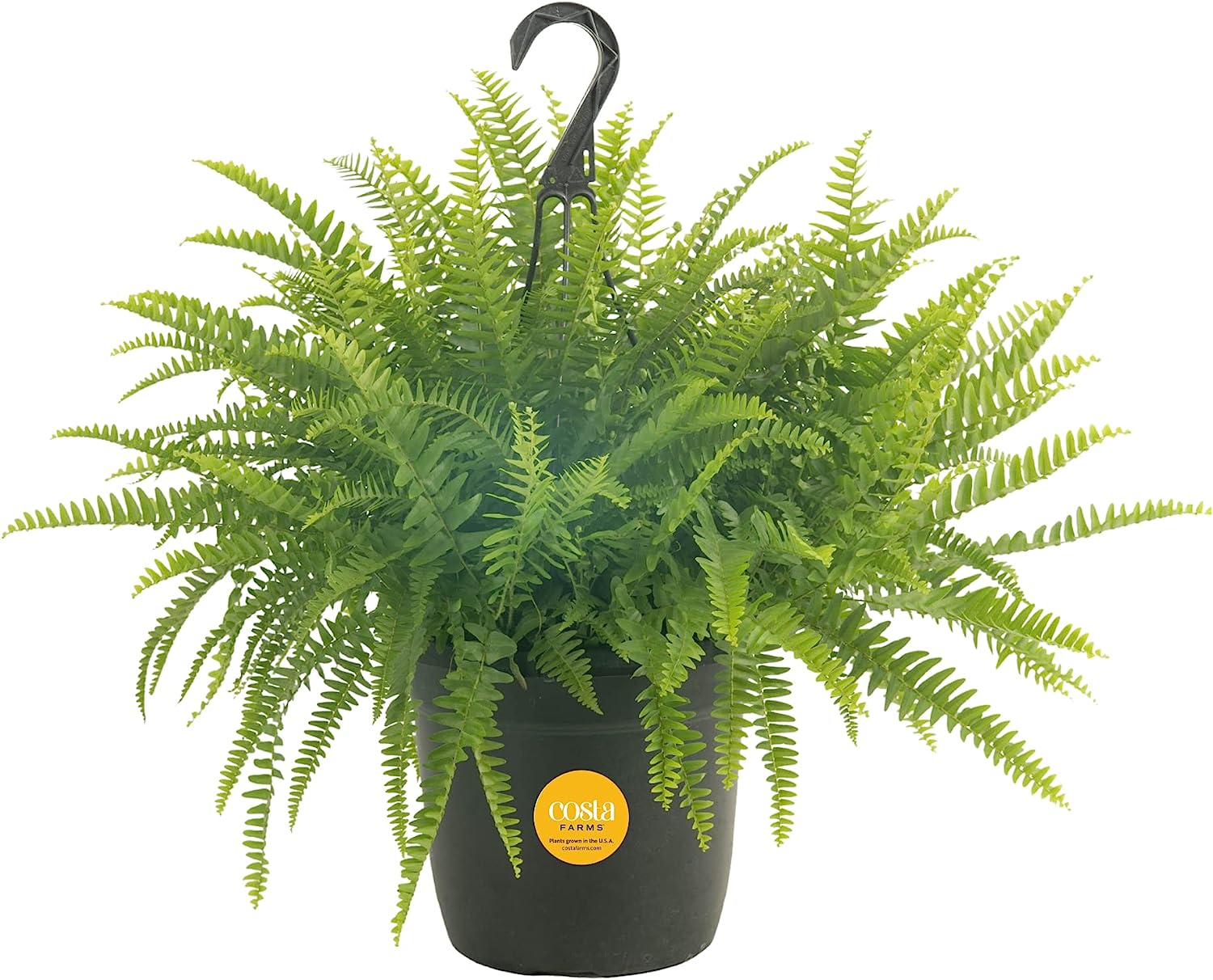 Costa Farms Indoor Plants Up To 44 Off Southern Savers