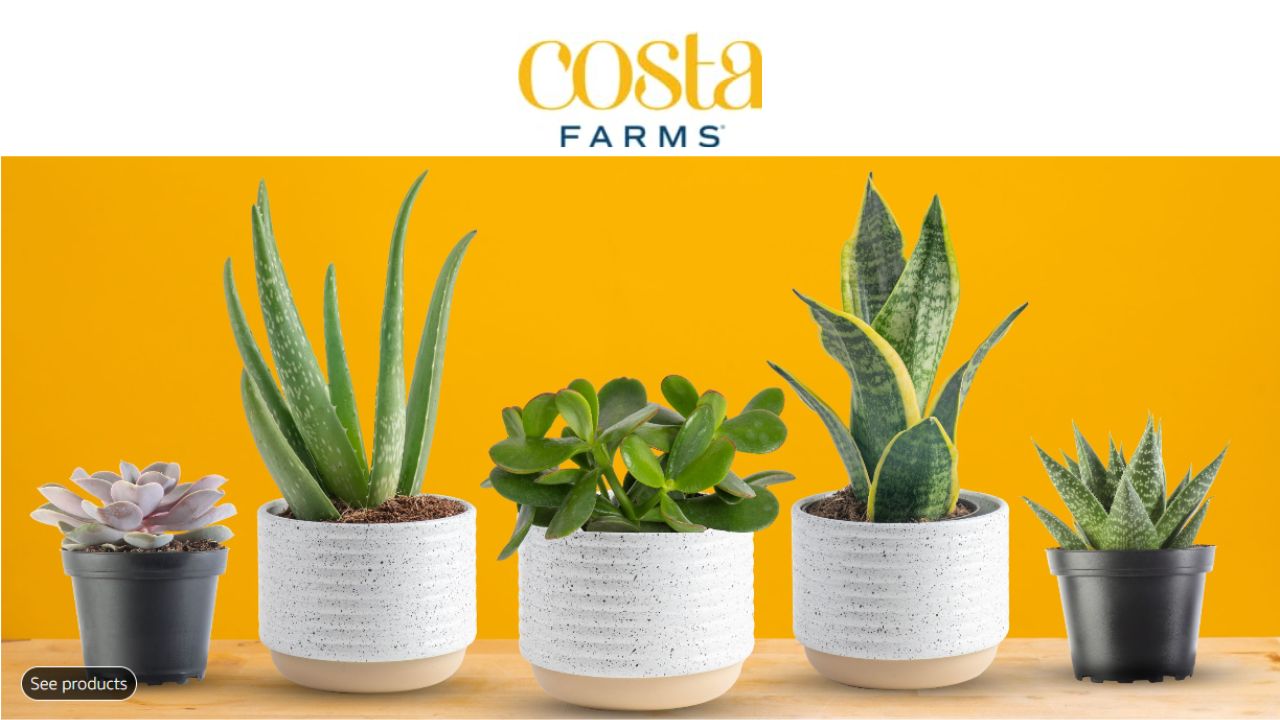 Costa Farms Indoor Plants Up To 55 Off At Amazon Southern Savers