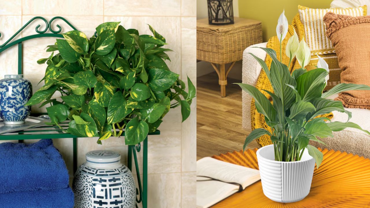 Costa Farms Indoor Plants from $13.37 at Lowe's | Today Only ...